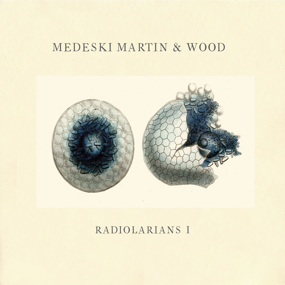 Picture of Radiolarians 1