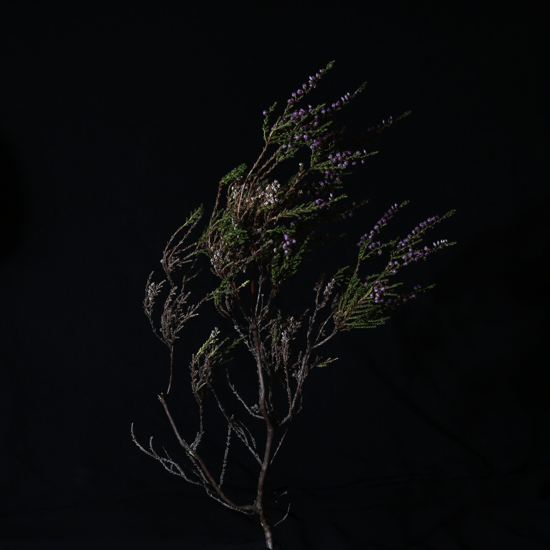 Album cover of Beitilyng