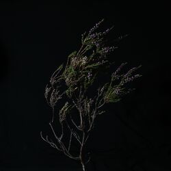 Cover of Beitilyng