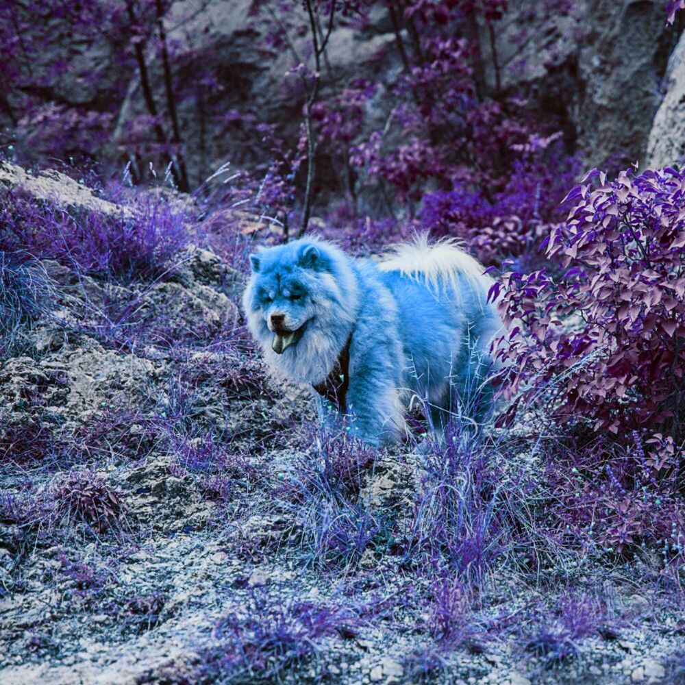 Picture of Echoes of Unwinding Doggo