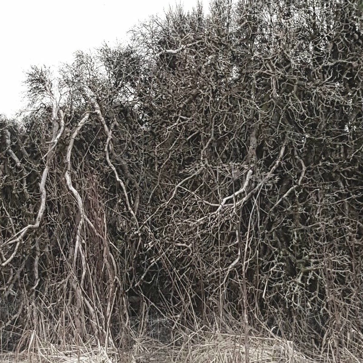 Album cover of August