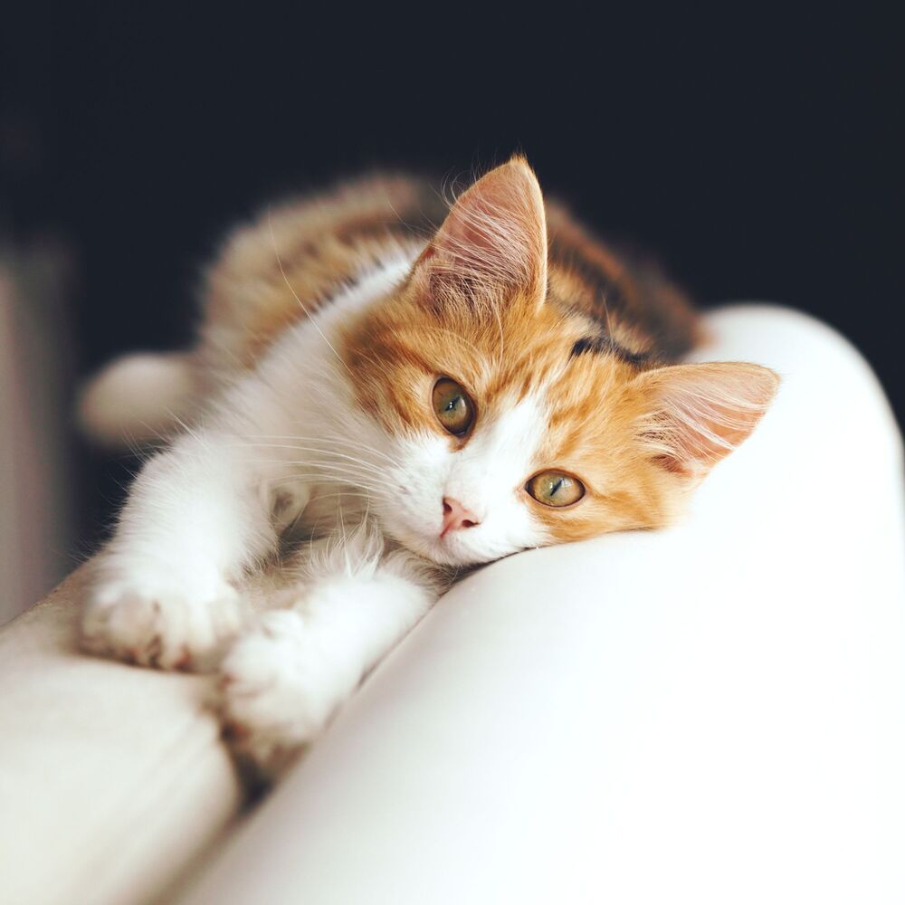 Picture of Purrfect Serenity: Soothing Meditations for Calm Cats