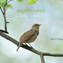 Cover of Nightingale