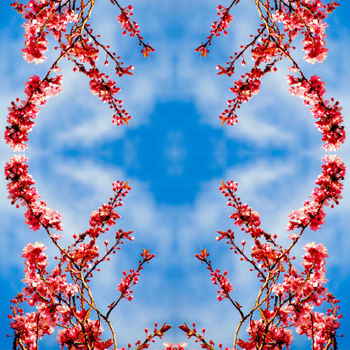 Hanami