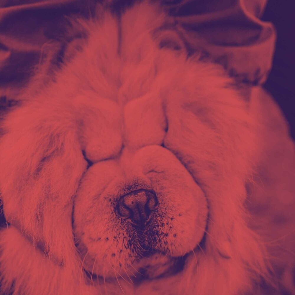 Picture of Music for Safe Doggies (Jazz Quintet)