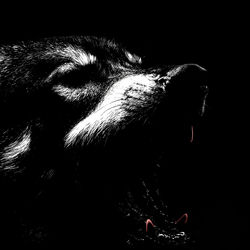 WOLVES OUT (feat. 888Wolf)