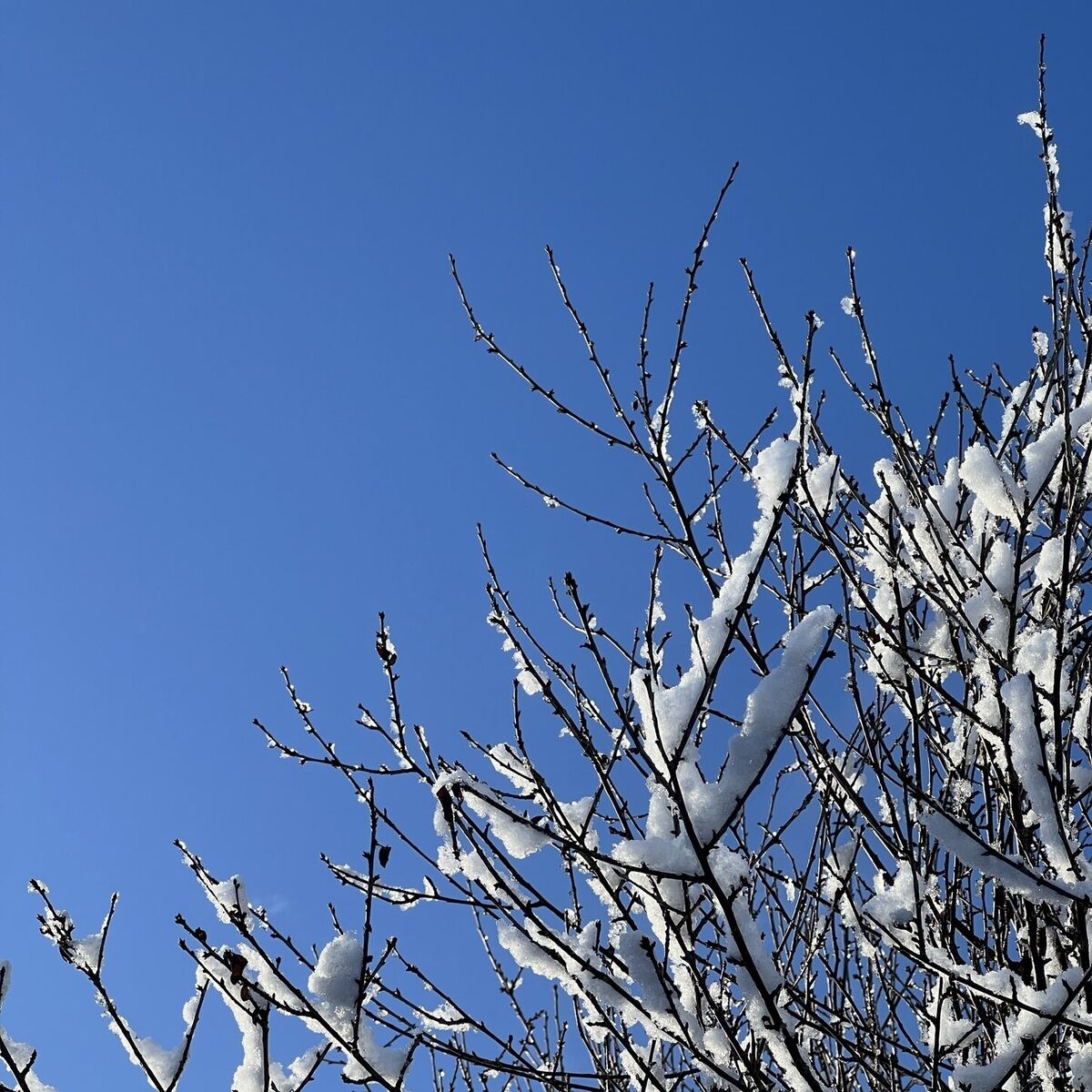 Album cover of winter walks