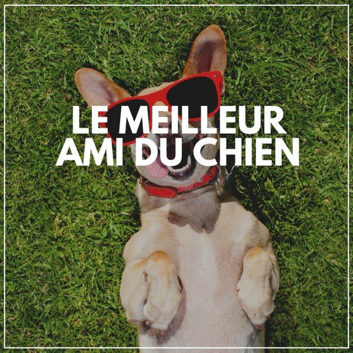 Album cover of Le Meilleur Ami Du Chien