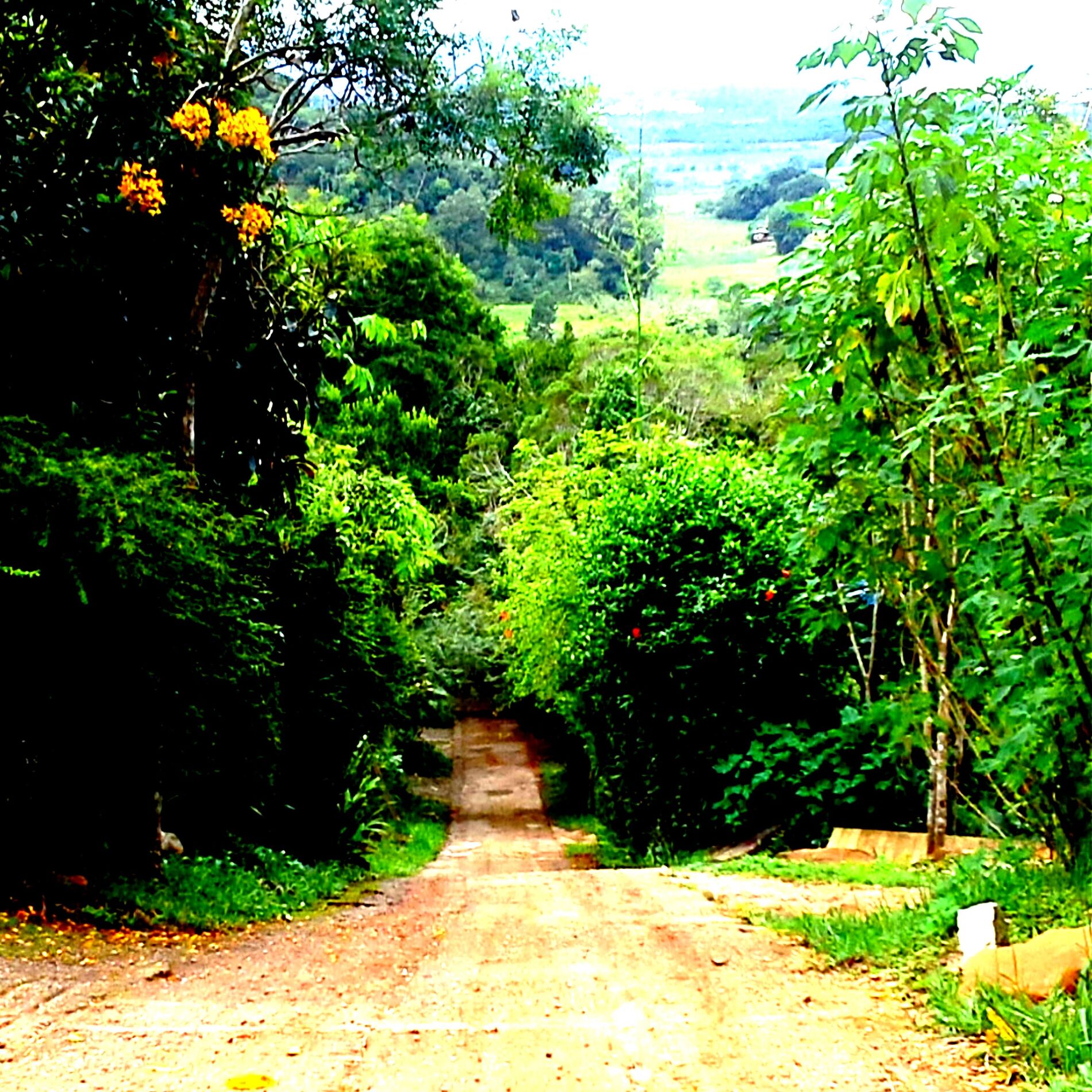 Album cover of Dia do Chá