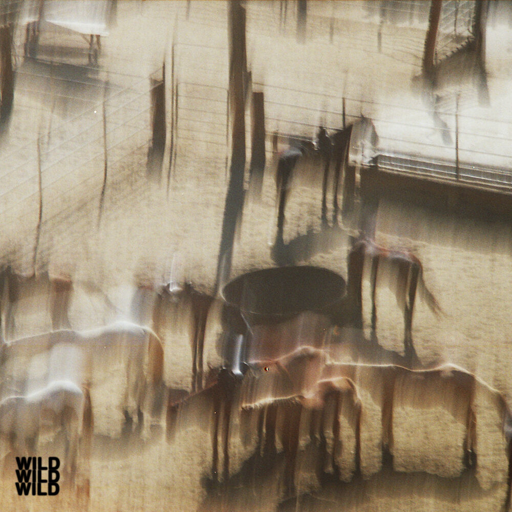 Picture of WILD