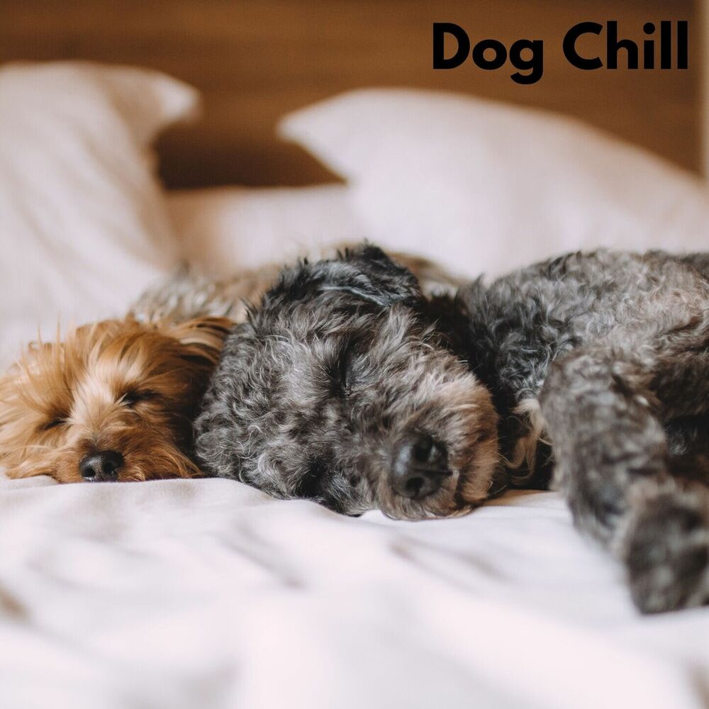 Picture of Dog Chill (Loopable, No Fade)