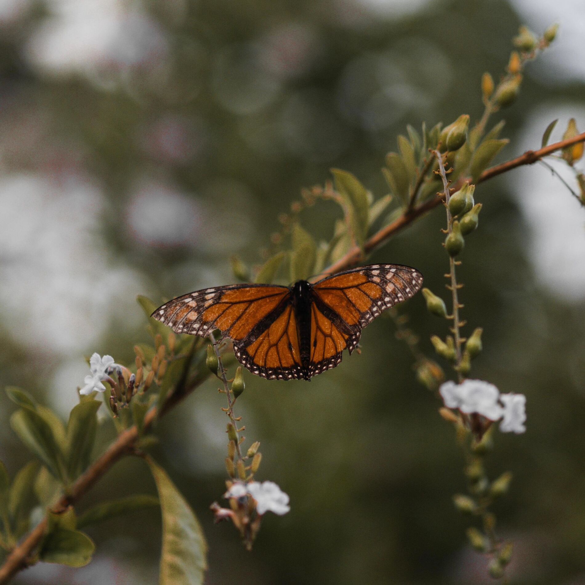 Album cover of butterfly.