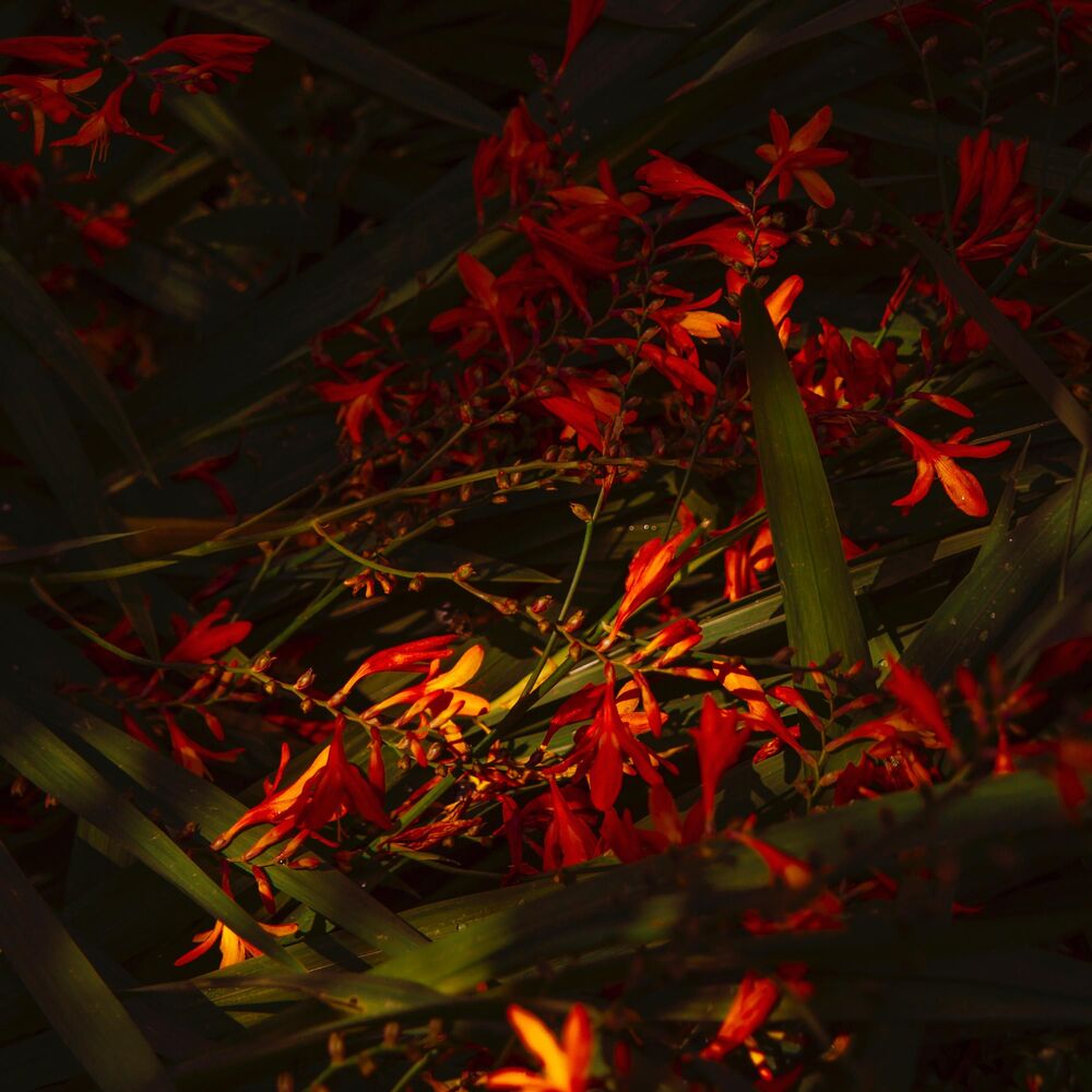 Picture of Petals (feat. The Lost Strings)