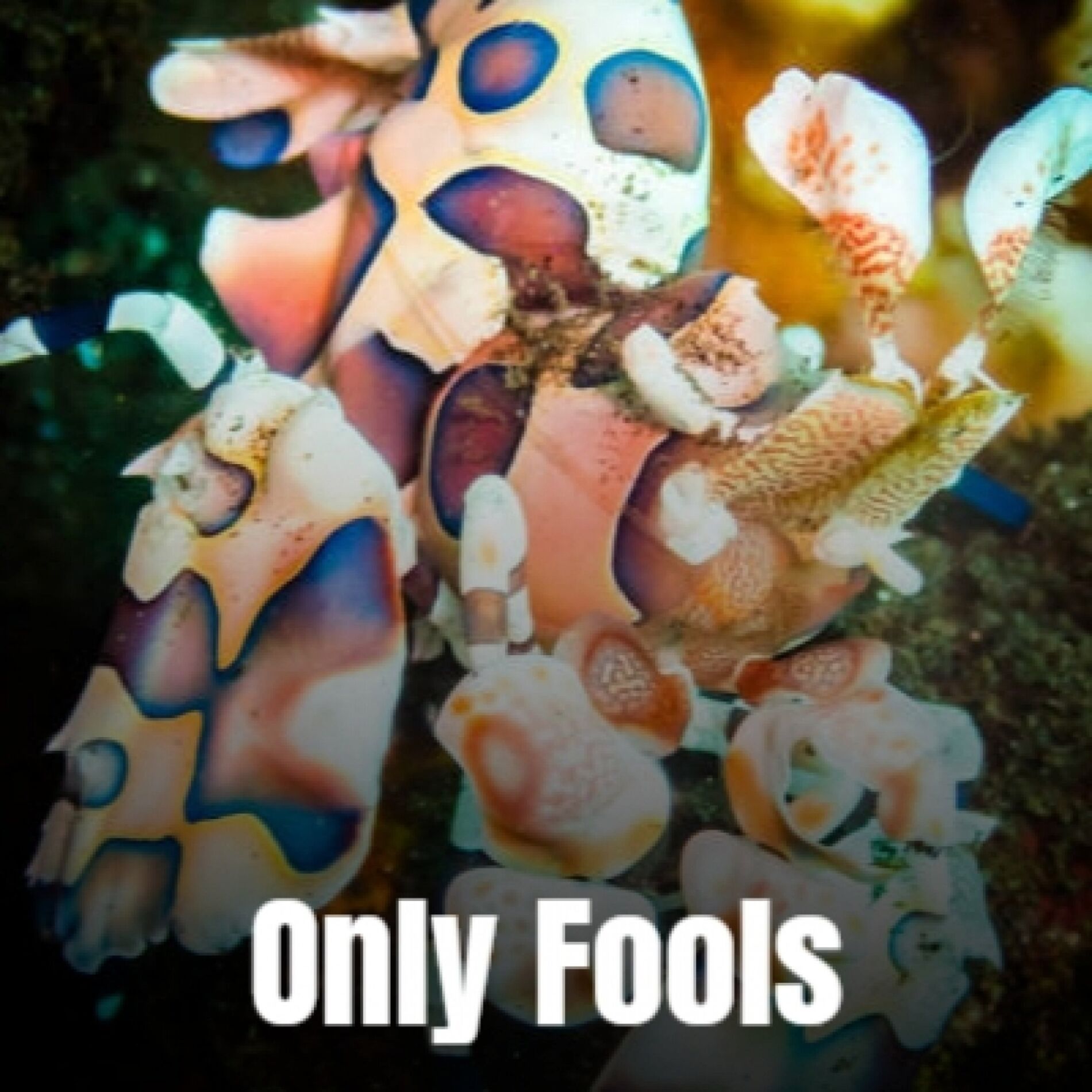 Album cover of Only Fools