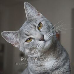 Cover of Rain of Peace: Dreamy Ambience for Cats