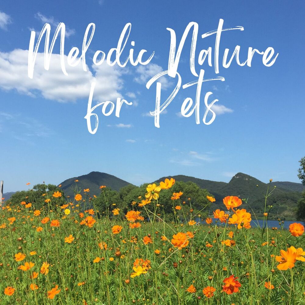 Picture of Piano Paws: Melodic Nature for Pets