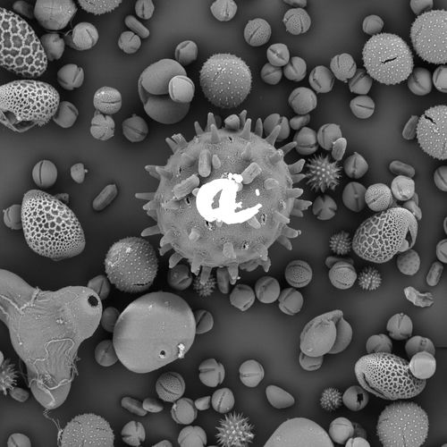 Microscopes