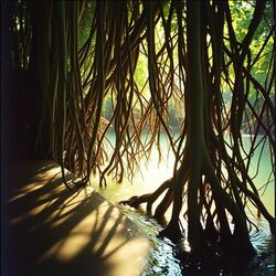 Cover of 물속의 나무
