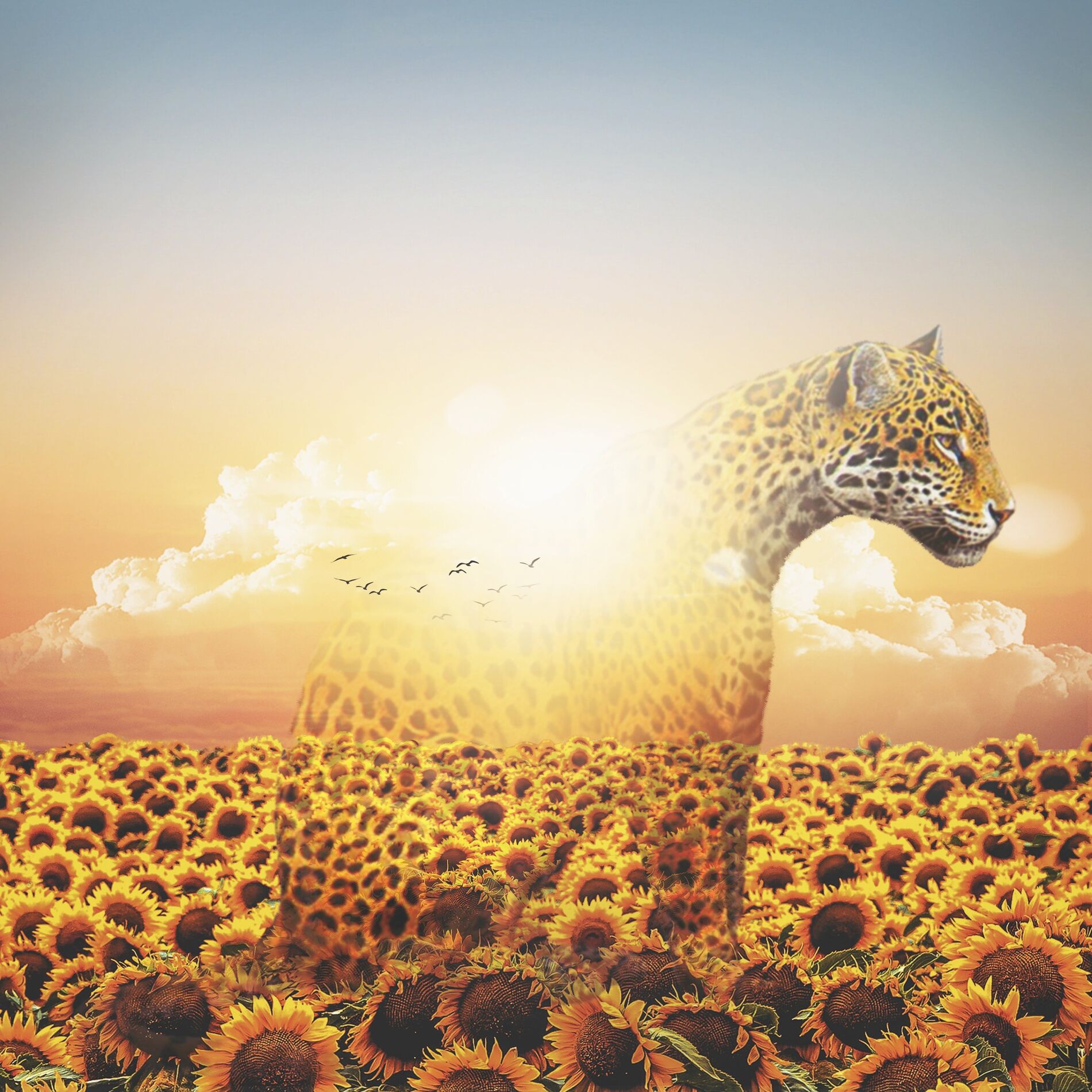 Album cover of Sol Pintor
