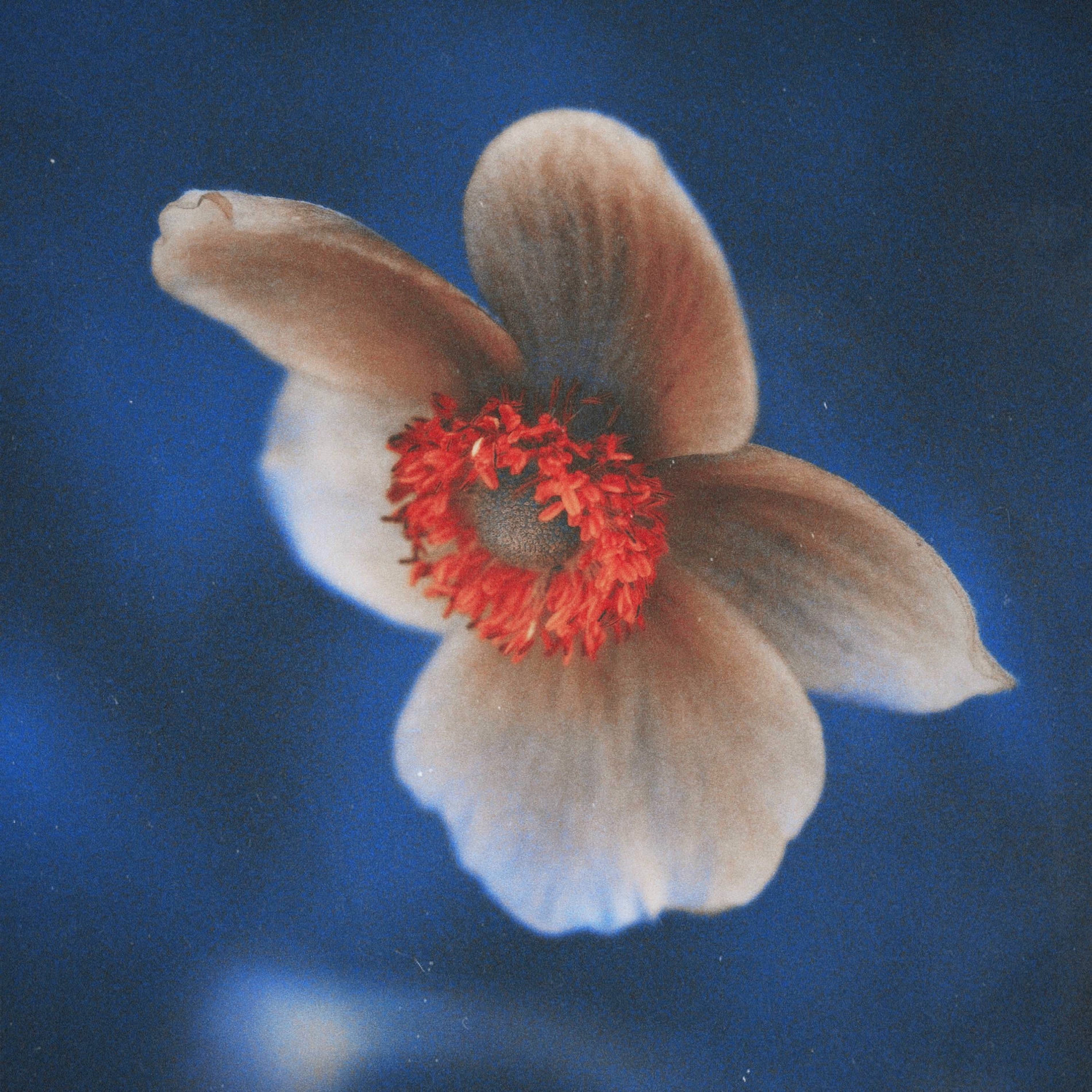 Album cover of Anemone Symphony