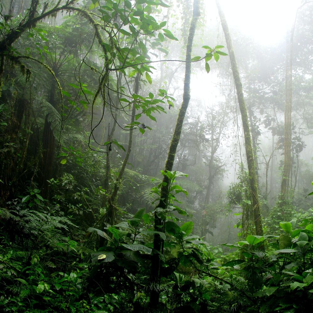 Picture of Ambient Sounds | Meditation