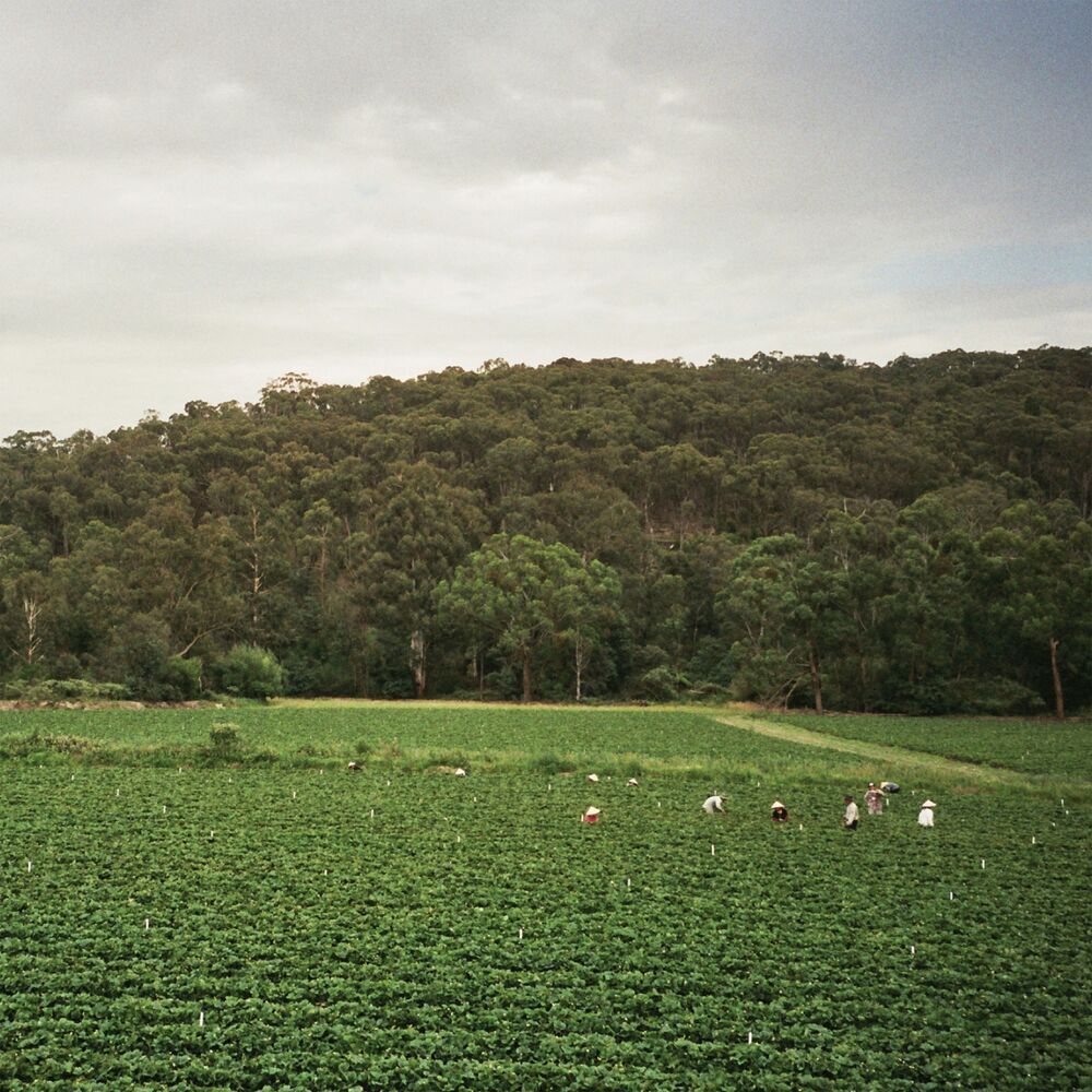 Picture of Healesville