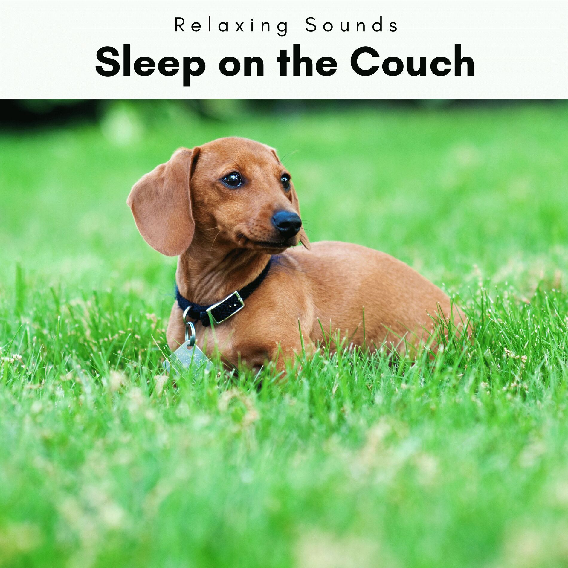 Album cover of Sleep on the Couch