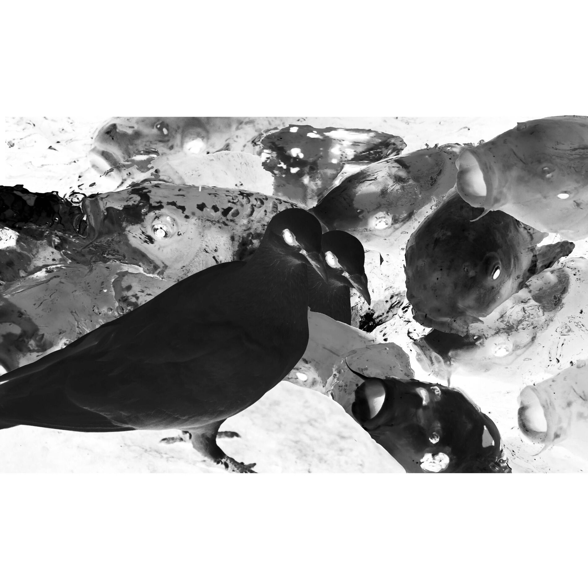 Album cover of I taught a bird to fly
