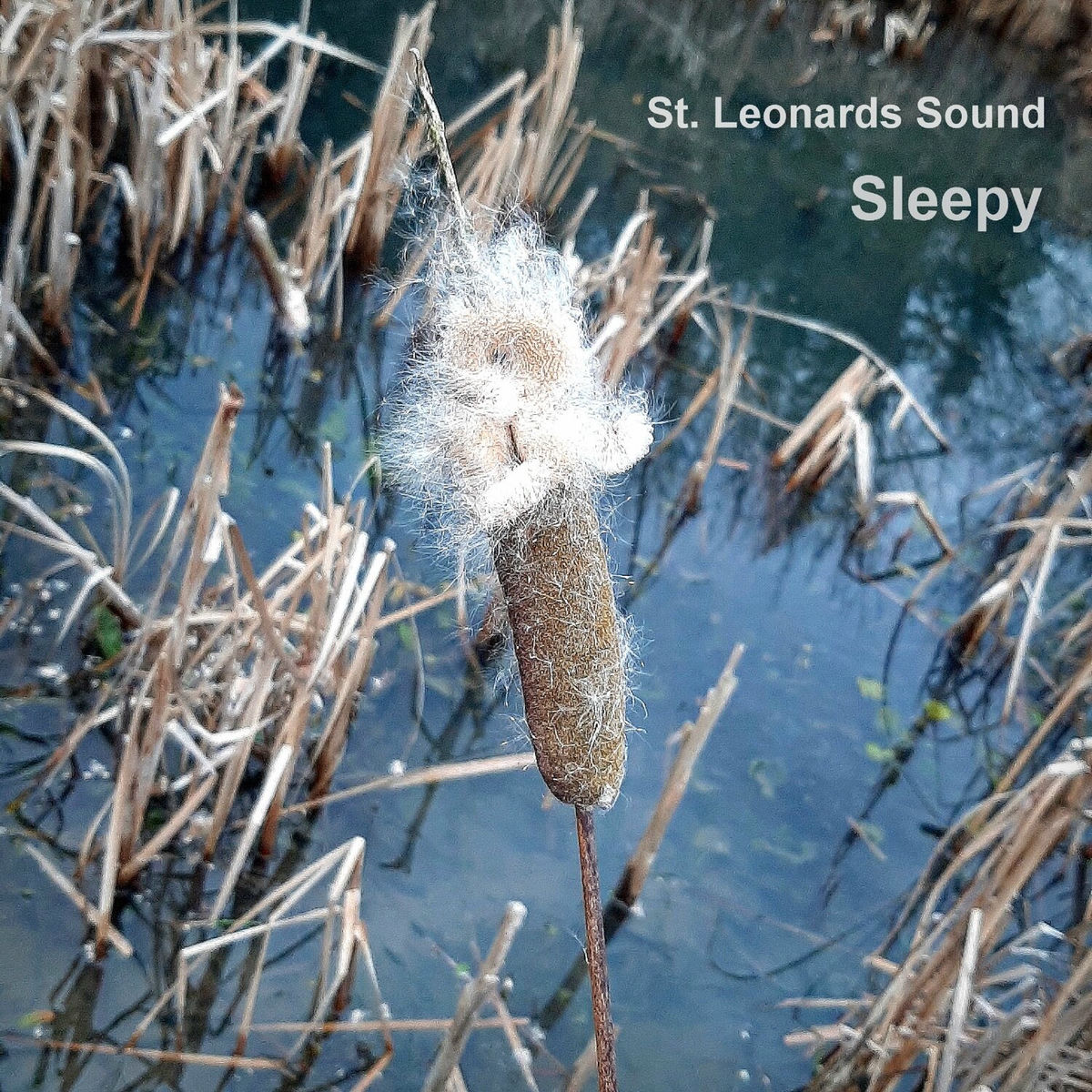 Album cover of Sleepy