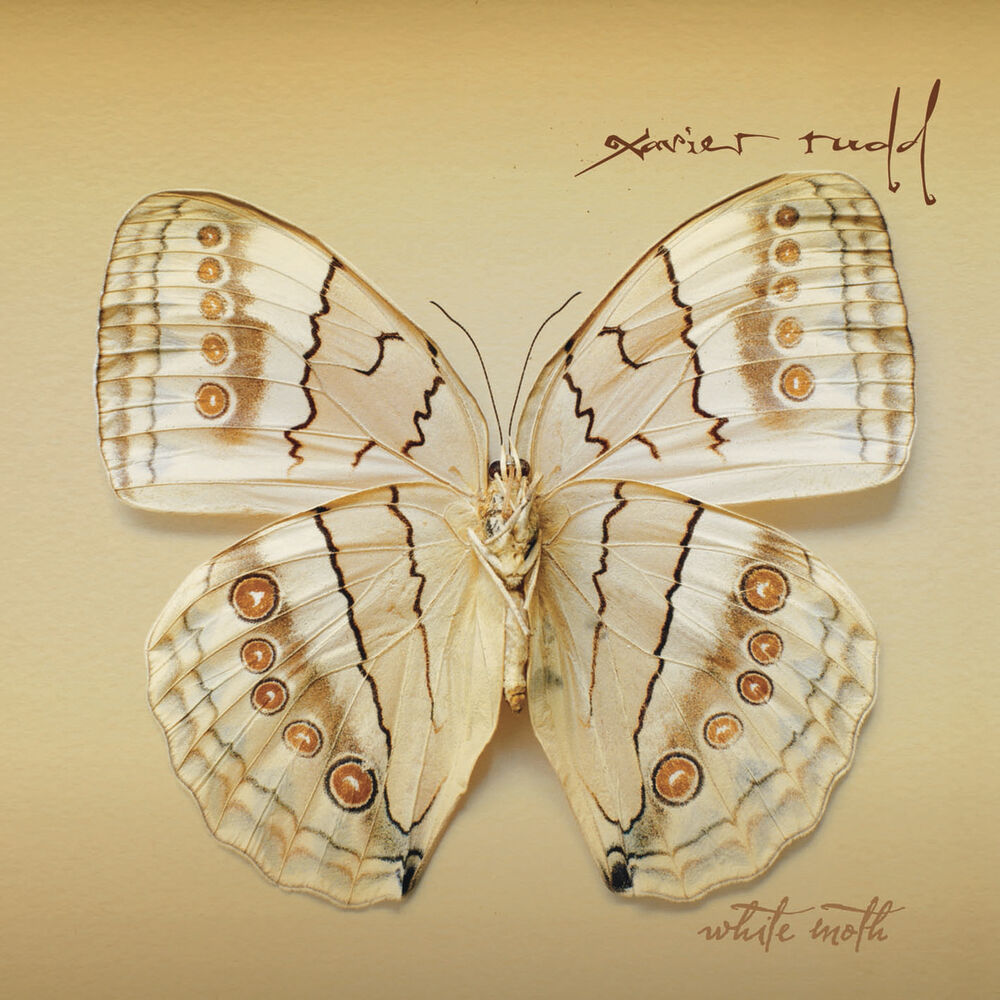 Picture of White Moth