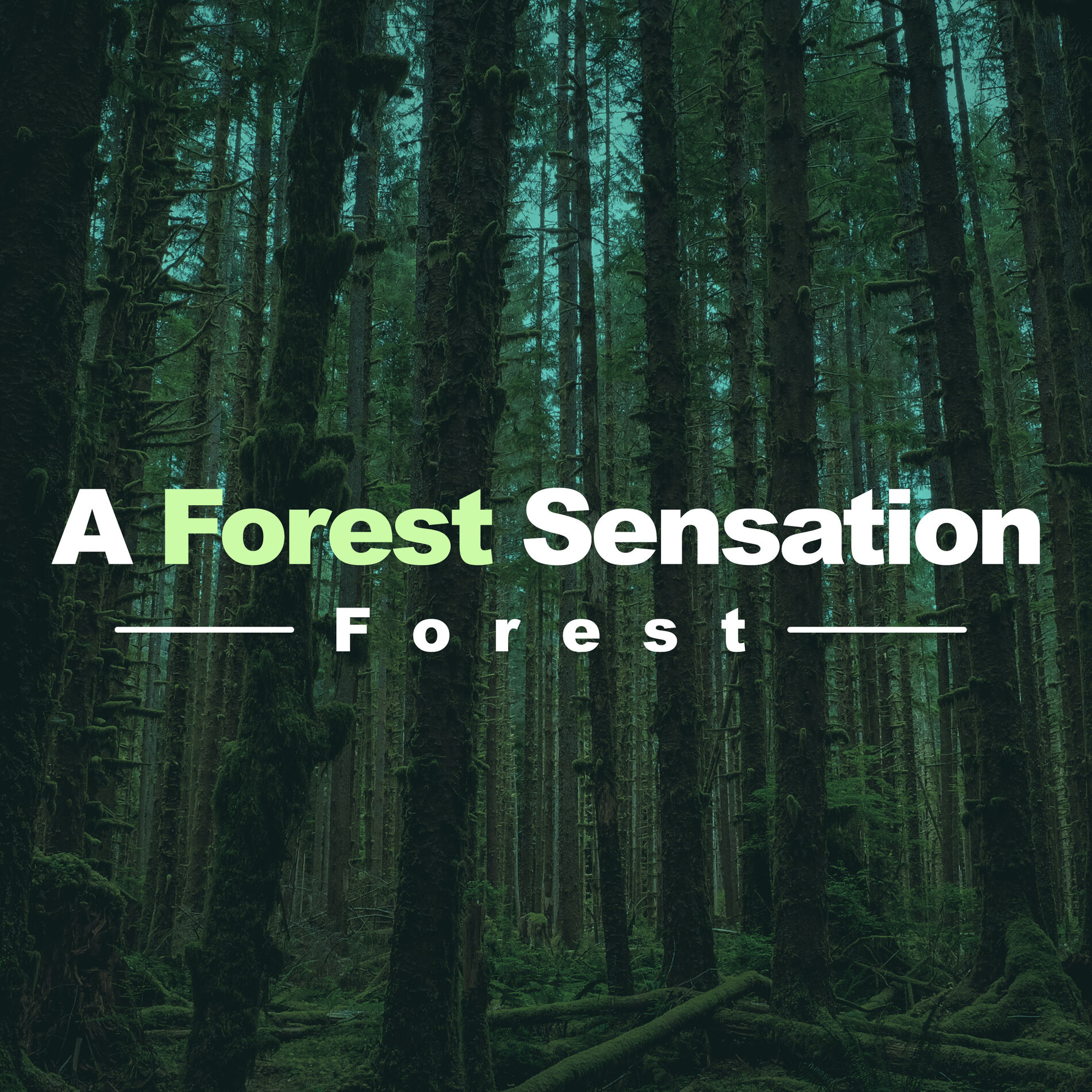 Album cover of A Forest Sensation