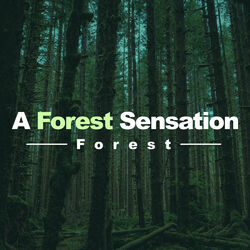 Cover of A Forest Sensation