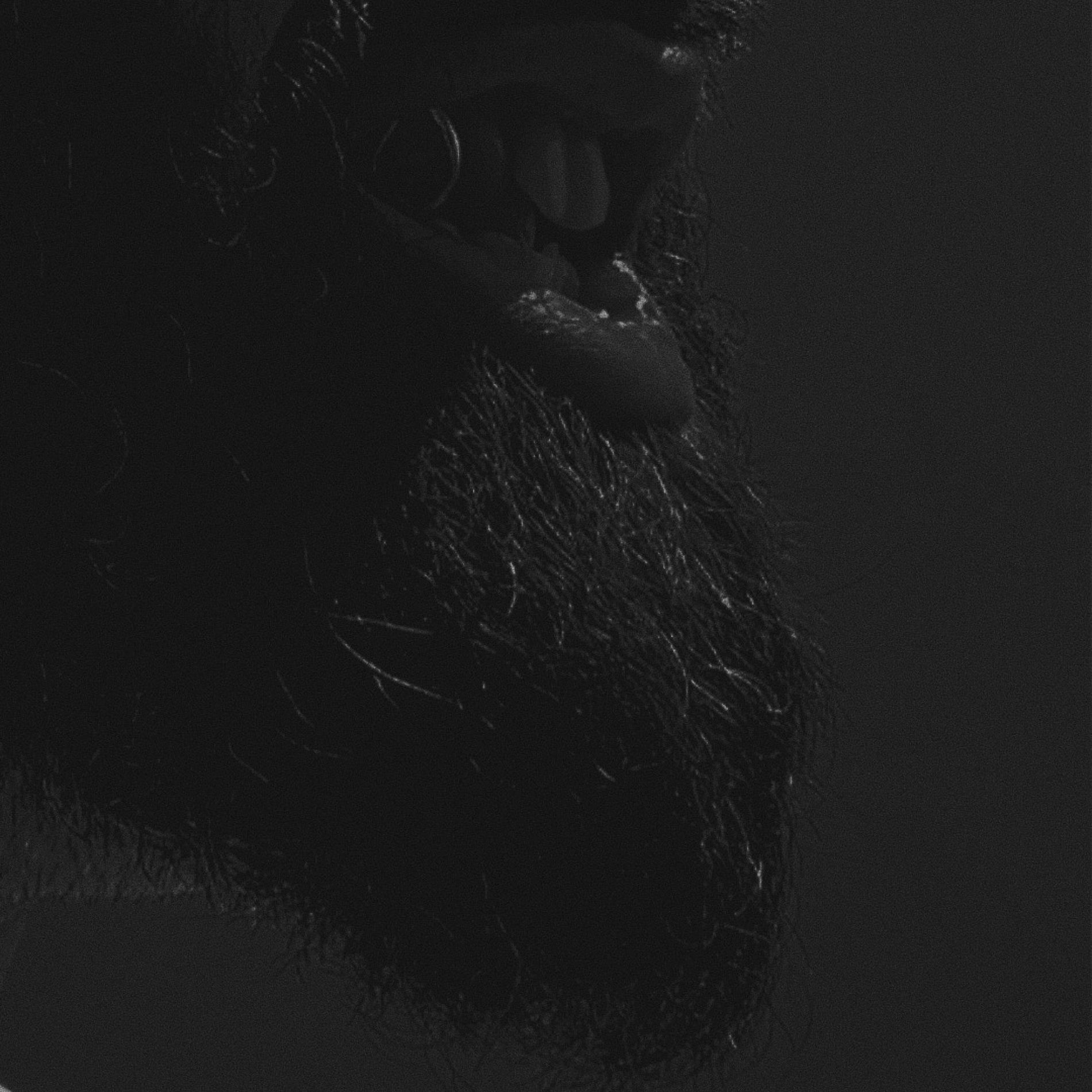 Album cover of DRACULA (Special Edition)