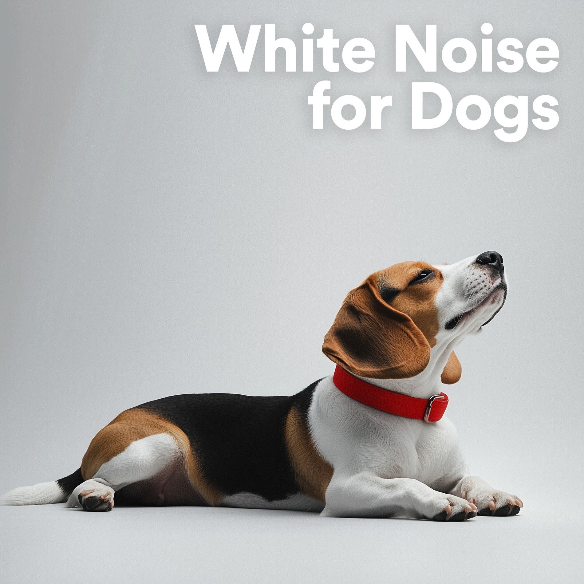 Album cover of White Noise for Dogs