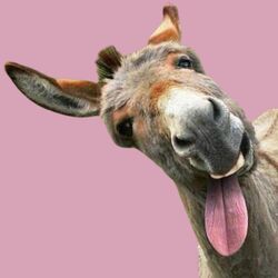 Cover of Braying donkeys
