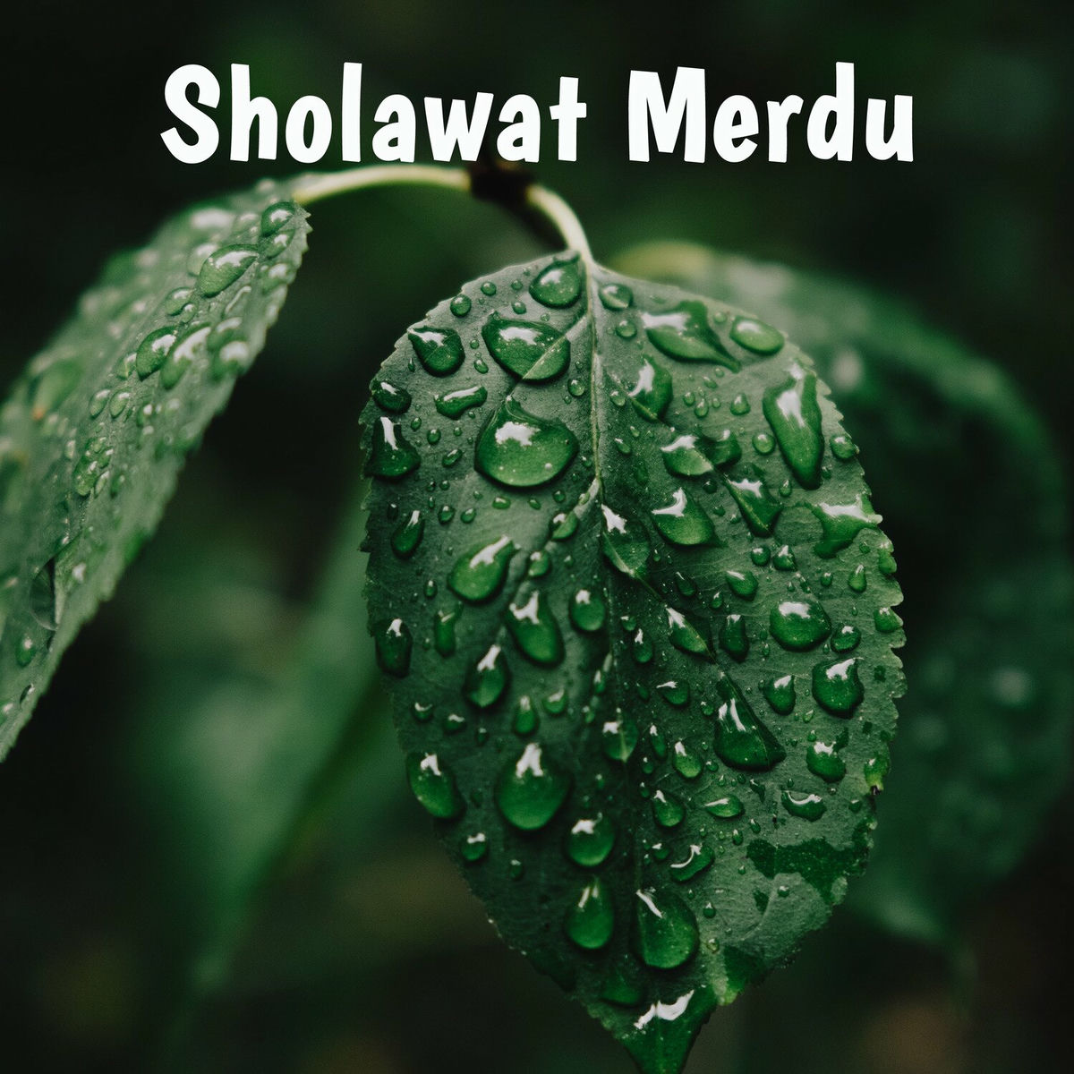Album cover of Sholawat Merdu