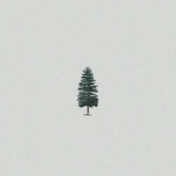 Cover of Evergreen