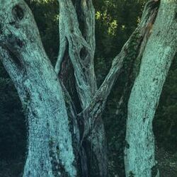 Cover of Triune