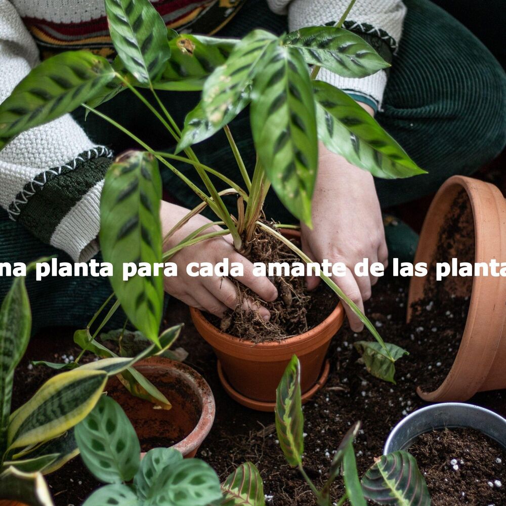 Picture of Una planta para cada amante de las plantas