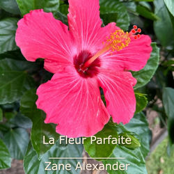 La Fleur Parfaite (Session acoustique en extérieur)