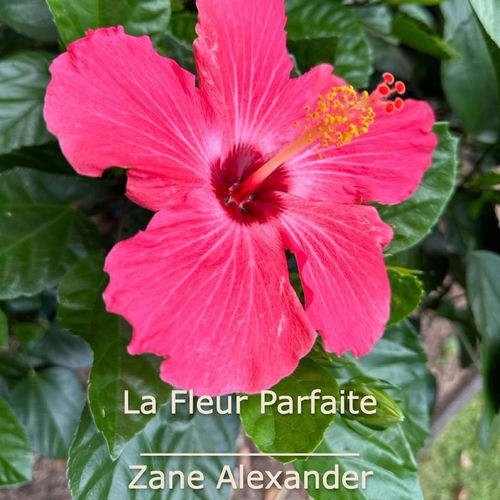 La Fleur Parfaite (Session acoustique en extérieur)