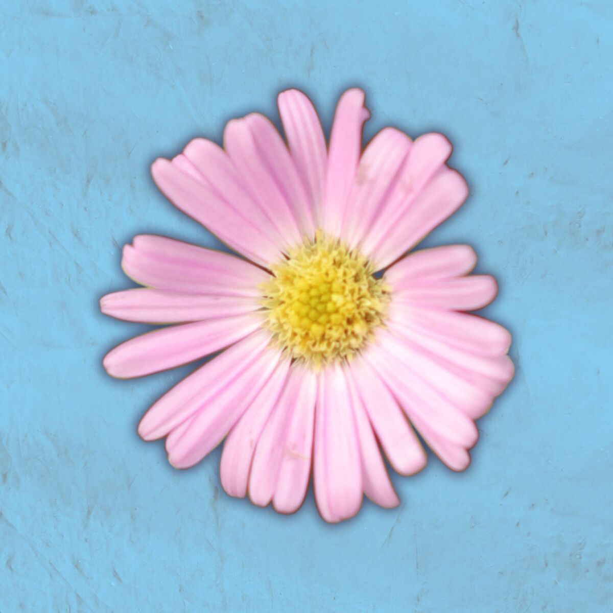 Album cover of cantar adentro