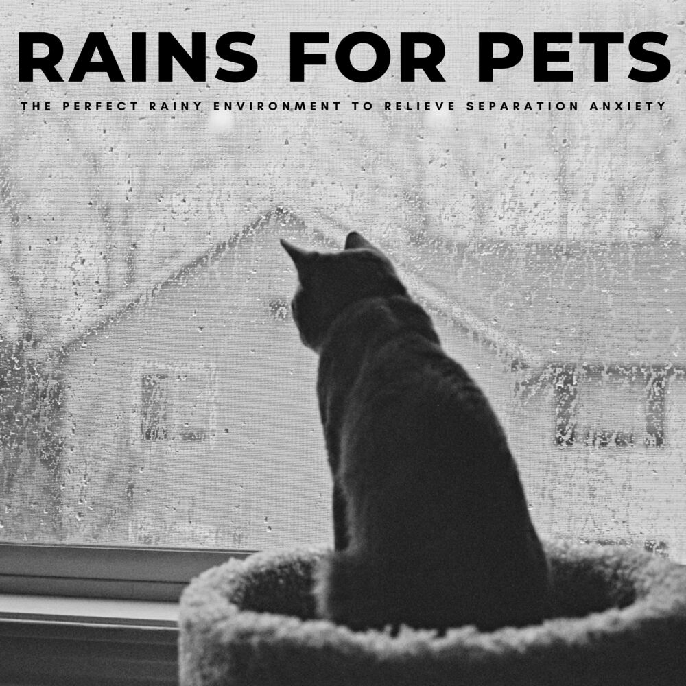Picture of Rains For Pets: The Perfect Rainy Environment To Relieve Separation Anxiety