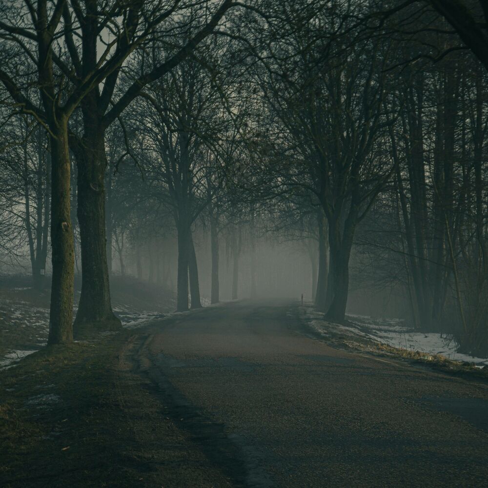 Picture of Night road in a dark forest