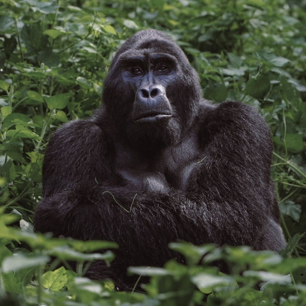 Album cover of Uganda