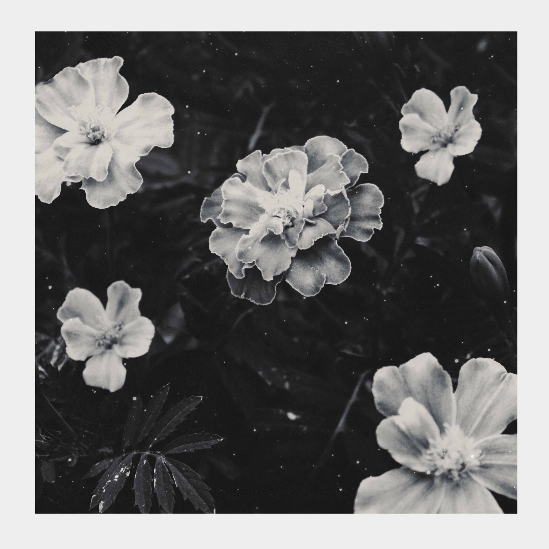 Album cover of Tiny Sprout (feat. Alaskan Tapes)