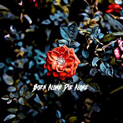 Cover of Born Alone Die Alone