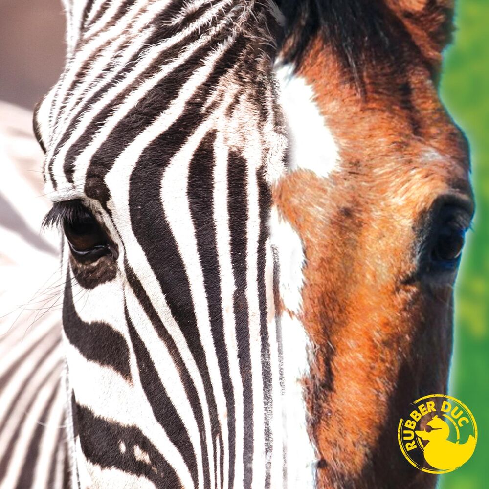 Picture of Zebra Horse