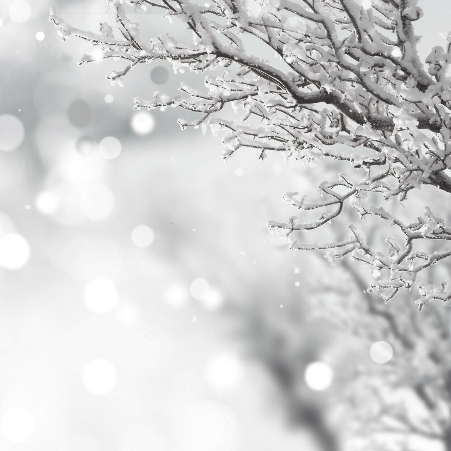 Album cover of O Holy Night