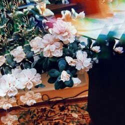 Cover of Flowers Dope